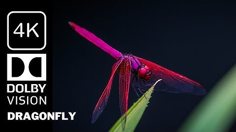 Dragonfly 4k video  Action Relaxing music beautiful jungle 8k video Nature 4K Scene