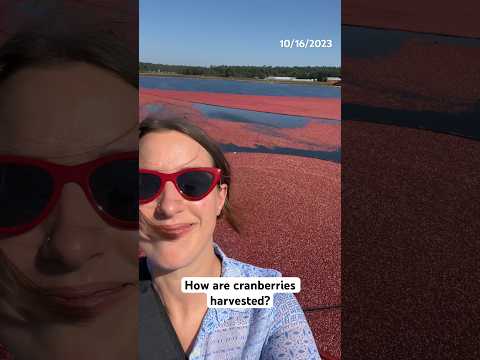 Vídeo: Visitando Cranberry Bogs em Massachusetts