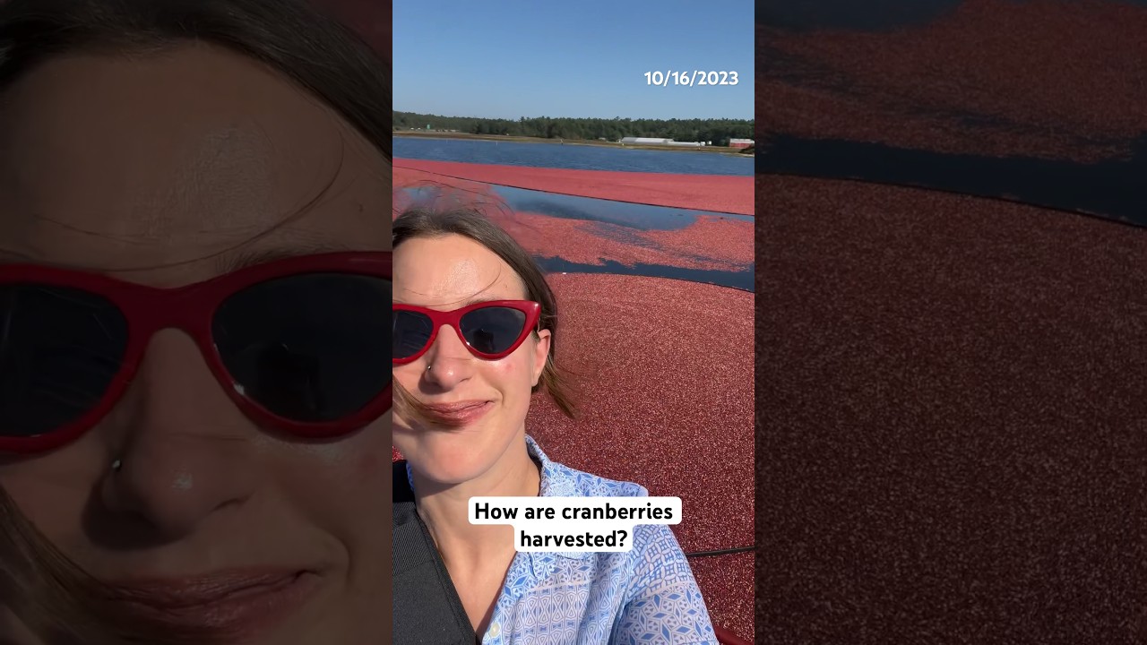 How are cranberries harvested?