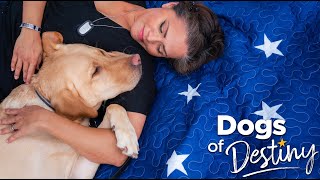 'Giving Paws' | Dogs of Destiny