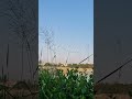 #bluesky #lake #water #nature #naturelovers #health #wellness #wellbeing #bangalore #ytshorts #viral
