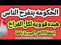 اسعار الفراخ البيضاء اليوم سعر الفراخ البيضاء اليوم السبت ٢٢ ١١ ٢٠٢٥ في مصر جمله وقطاعي 