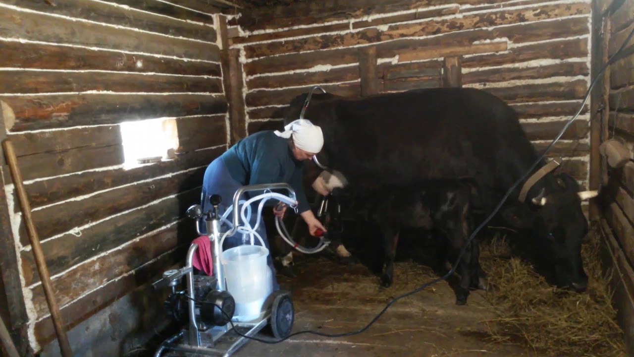 Дою корову. Телёнок на подсосе и доильный аппарат. 송아지 및 착유기 - YouTube