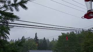 Thunderstorm Eugene Oregon 8/17/24 part 2 #Thunderstorm #nature #lightning
