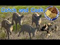 Trapped 5 Wild Pigs and Turned Them into an Epic Camp Feast! BBQ, Fried, and More