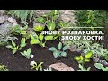 Знову РОЗПАКОВКА і знову ХОСТИ!
