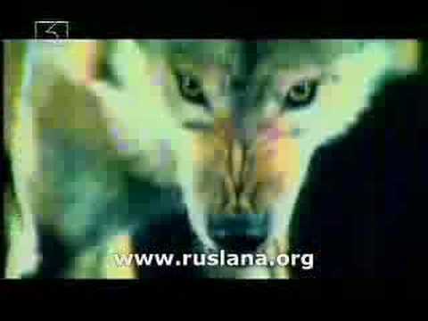 Ruslana. Dance with the wolves