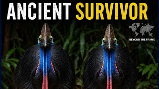 The Cassowary: The Real Living Dinosaur of the Rainforest