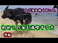 【ジャーマンシェパード】初めての海を満喫する犬・後編【German Shepherd Dog】A dog enjoying the sea for the first time 2/2