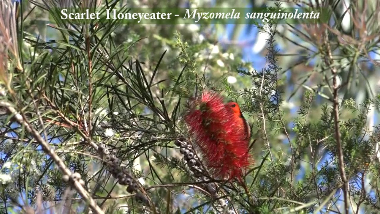 HoneyEater Scarlet 