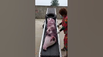 Conveyor, fertilizer, cement, feed, loading and unloading without worry, length can be customized