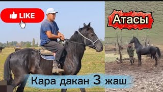картинка: Кара дакан