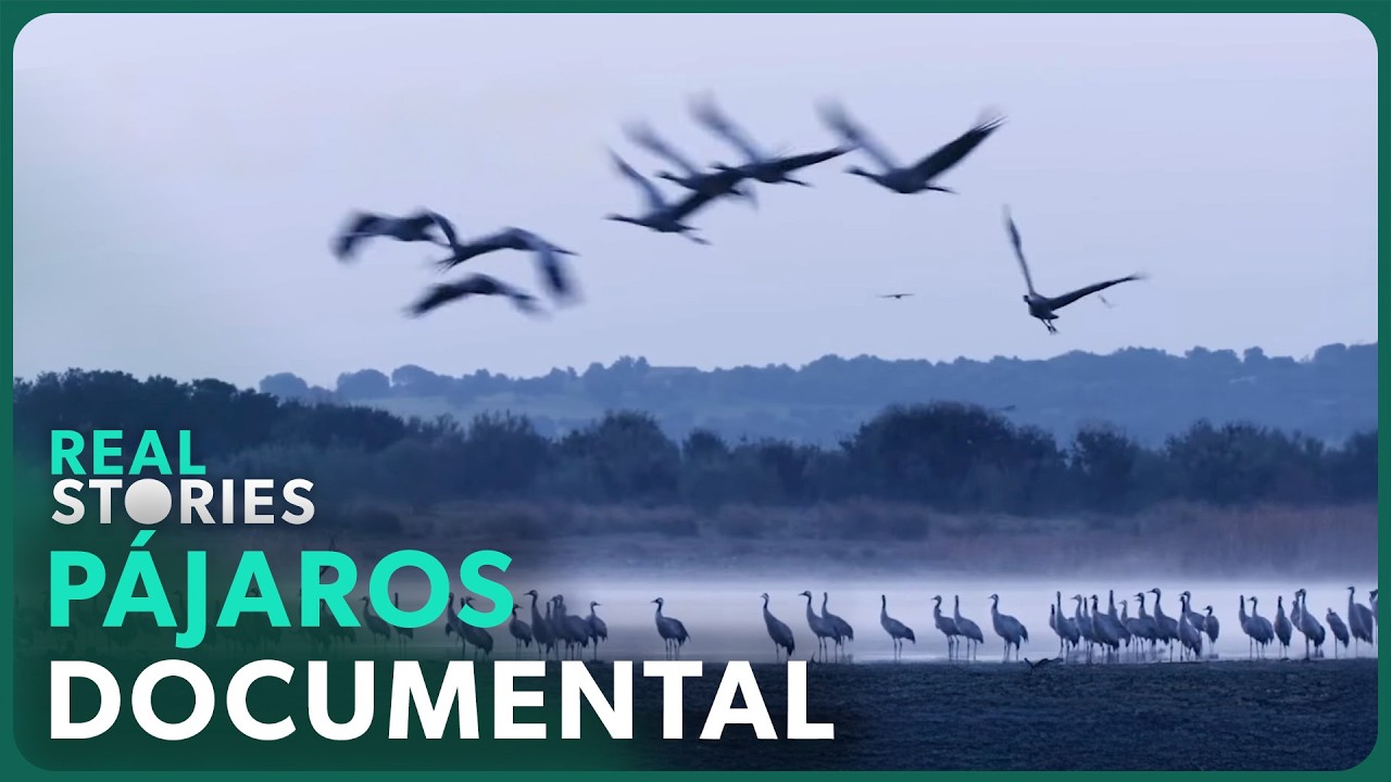 Cambio Estacional: La Épica Migración de Pájaros Por la Supervivencia | Documental Salvaje