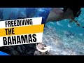 Freediving the Bahamas: Giant Black Groupers
