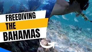 Freediving the Bahamas: Giant Black Groupers