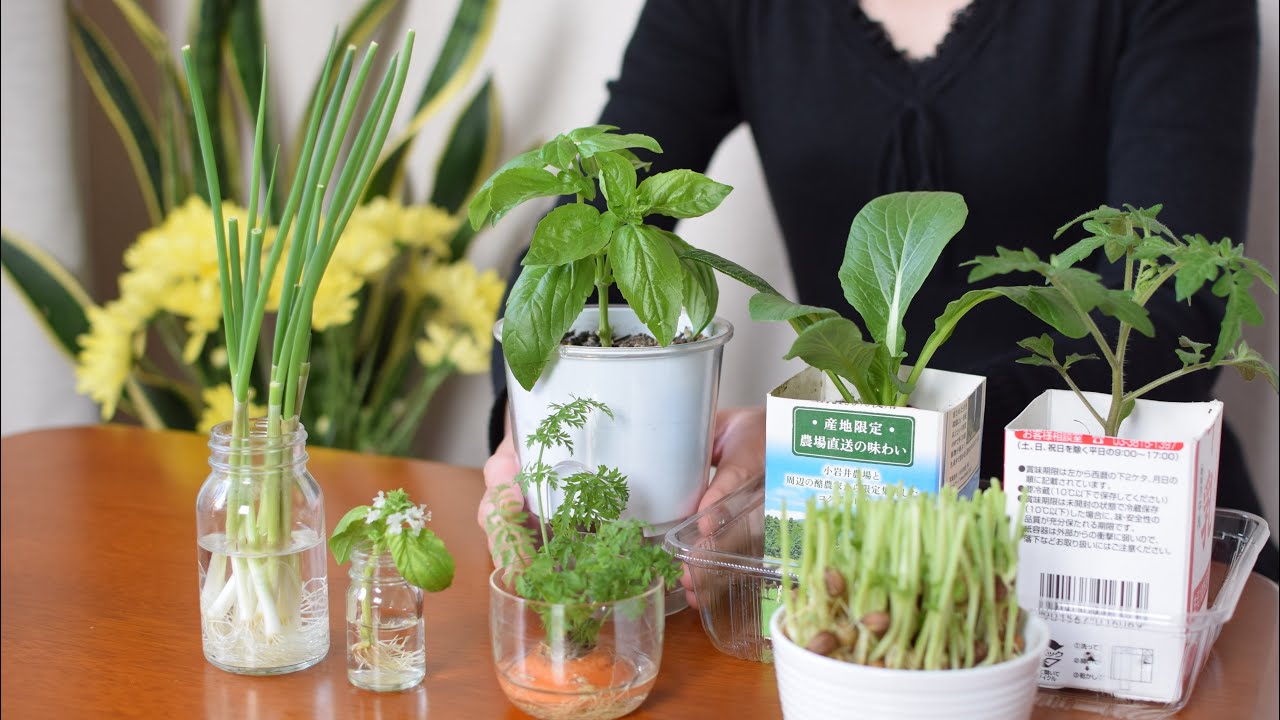 野菜の切れはしから再び野菜を育てる