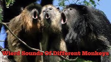 "Unbelievable Monkey Sounds: The Weirdest Noises You