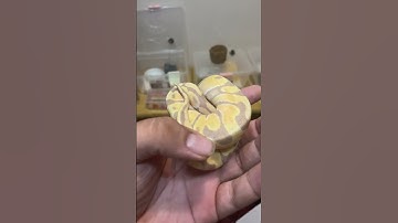 یکی از محبوب ترین مارها 🐍🍌 #مار #ballpython #ballpythonsnake #animal #python #پایتون #حیوان_خانگی