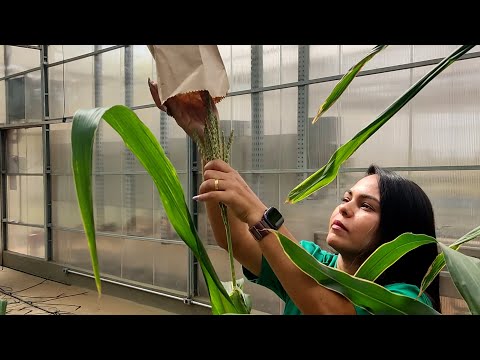 Ciência SP | Inovação na edição genômica do milho