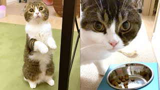 親子猫とおっさん、深夜のラブラブ男子会♡【ズッ友】【仲良し3人組】【ダイエット中】【デブデブにく太郎】