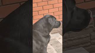 #nirvana #cute #lifeisbutadream #dog #labrador #lab #labradorretriever #home #love #animals
