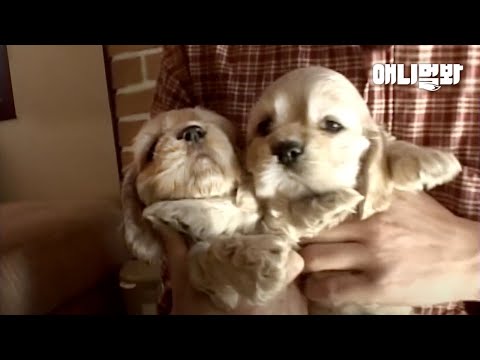 자유영혼인 어미개가 출산 후 스스로 한 뜻밖의 산후조리🙊ㅋㅋㅣPuppies Got Sullen As Their <strong>Mom</strong> Went Out <strong>Without</strong> Breastfeeding