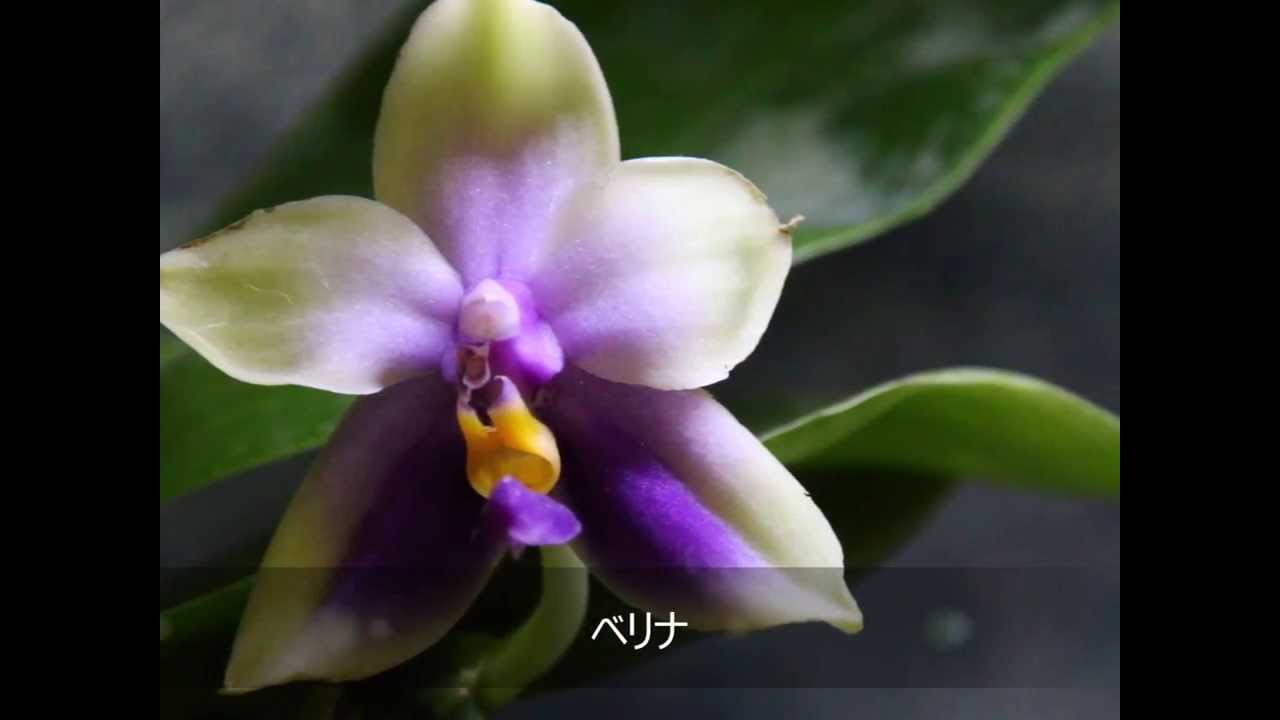 胡蝶蘭 原種図鑑 Phalaenopsis Species Youtube