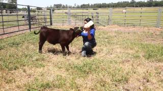 Animal Science At Shsu