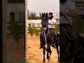 فخامة الخيل الأدهم ماشاء الله خيل خيول عربية اصيلة خيول جمال 