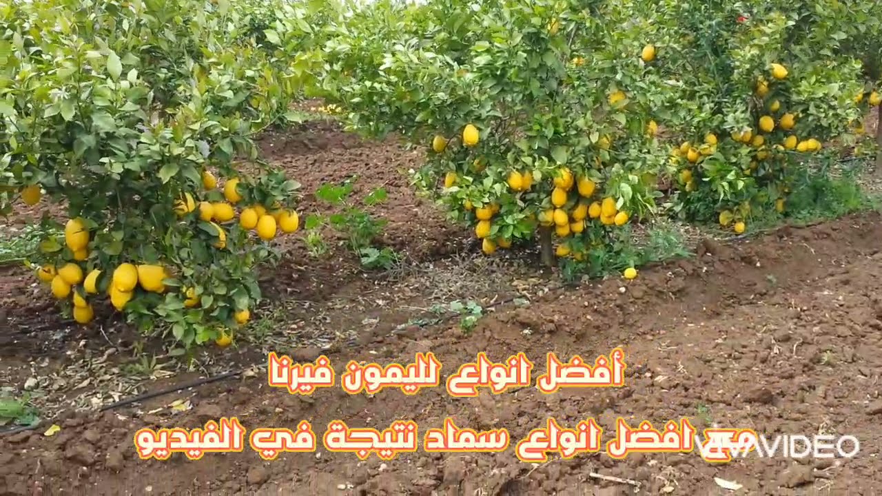 الليمون في طور النمو ستندهش من غزارة الانتاج 