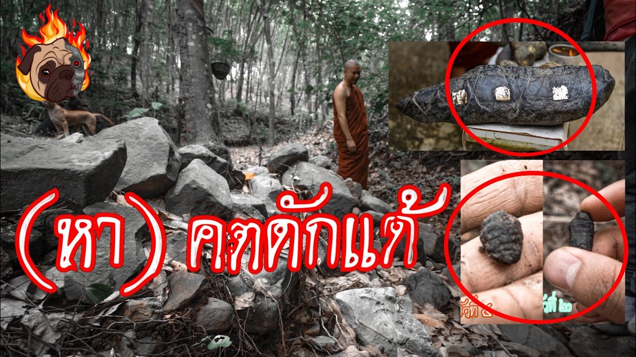 (ดักแด้หิน) เดินหาคตดักแด้ ตามลำธารน้ำหลังวัด