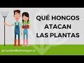 PRINCIPALES HONGOS QUE ATACAN LAS PLANTAS DEL JARDÍN Y CÓMO  COMBATIRLOS