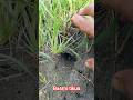 basmi tikus #feedshorts #petani #herbisida #pertanian #shortsfeed #viralshort #fypシ #sawah #viral