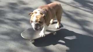 Cartman the Bulldog Skateboarding