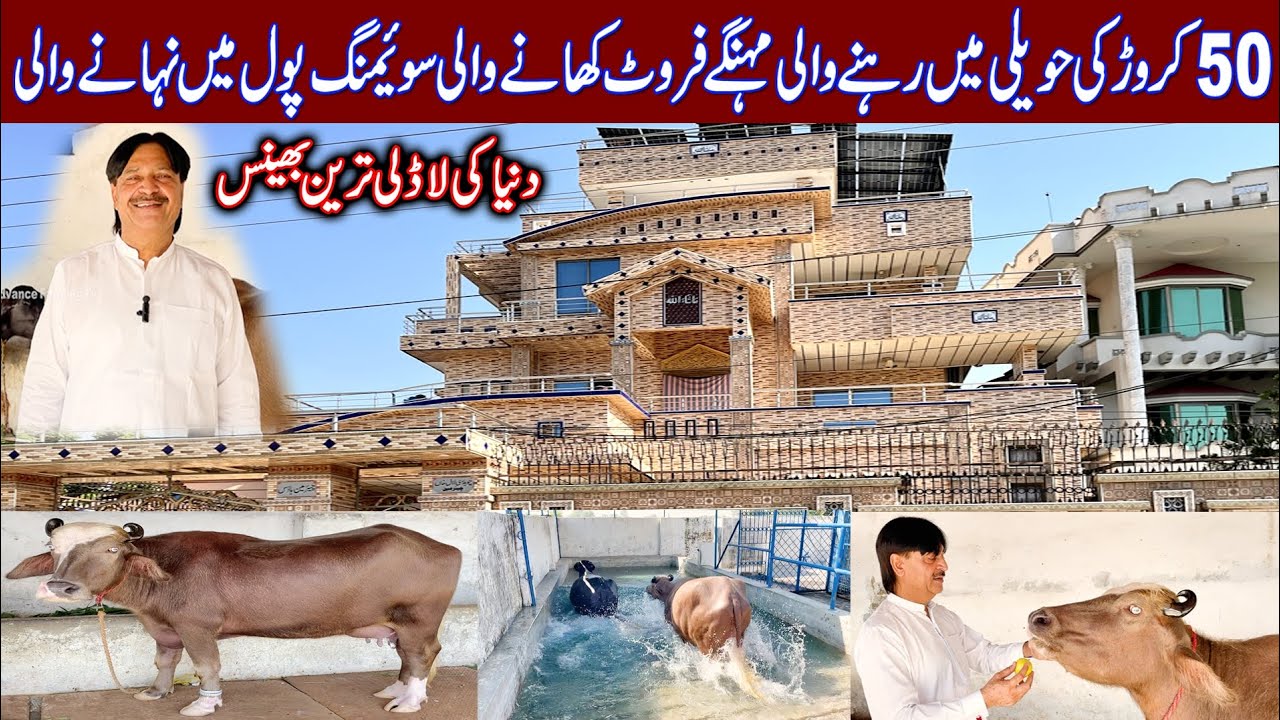 Most expensive Buffalo in the world | most beautiful buffalo in the world | Ch Fida Hussein Gujjar 