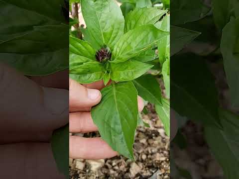 Video: Apa Itu Basil Licorice: Panduan Penanaman 'Licorice' Basil