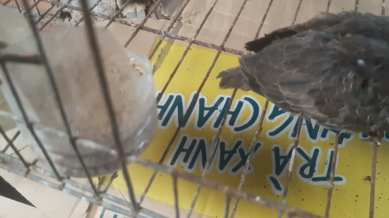 Cách nuôi chim cu gáy non dạn lên chim khách hiệu quả 100% cho bạn mới tập  chơi 