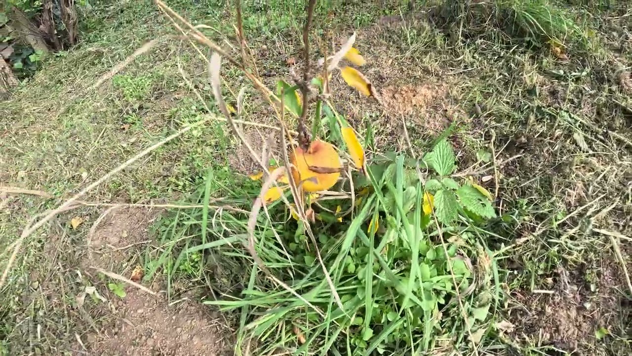 Emeğimiz Bir Gecede Dondu! | Bahçe Felaketi ve Sert Gerçekler