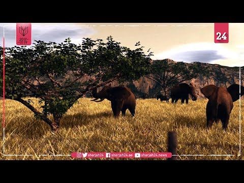 أوروبا مدعوة لإغلاق سوقها للعاج بغية حماية الفيلة