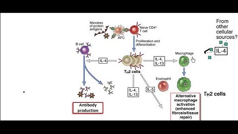 T cell differentiation