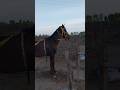 horse video #shorts #horselover #horseriding #horselover
