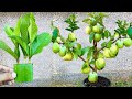 Grow Guava Tree Cuttings Using Aloe Vera Rooting Hormone - Very Unique Techniques