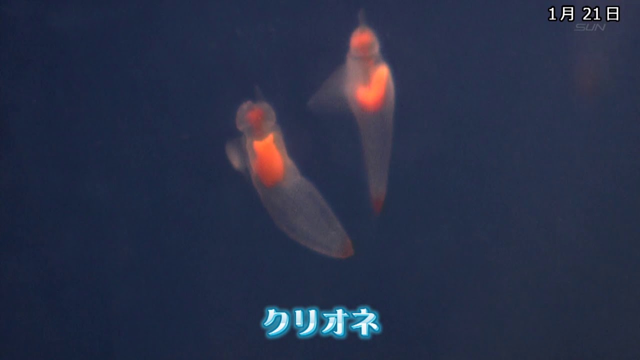神戸の水族館 流氷の妖精 クリオネを展示 18年1月21日 Youtube