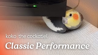 Koko the cockatiel : Classic performance