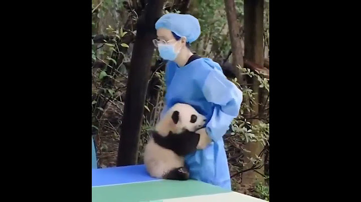 Bebek pandalar düştükten sonra kucak, sarılmak ve şefkat isterler.🐼 Panda evi 🏠 #shorts
