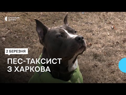 У Дніпрі працює пес-таксист на ім’я Бені: як реагують пасажири