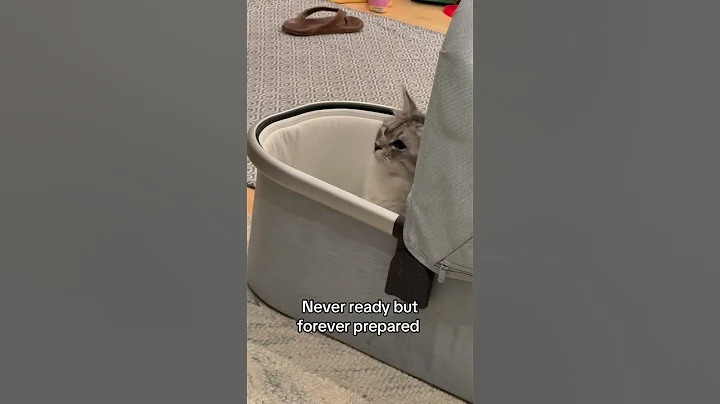 Watch the video about CATS vs DOGS