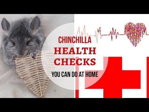 Video: Middenoorontsteking Bij Chinchilla's