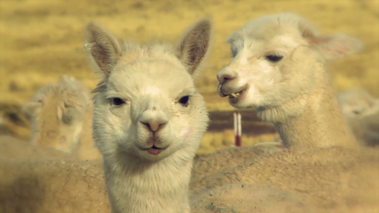 ペルーからアルパカの贈り物「PAKA」日常がもっと快適＆サステナブルに