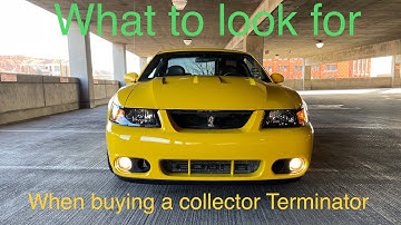 Important things to look for when buying 2003-2004 Terminator SVT Cobra collection Buyer guide